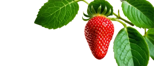 strawberry ripe,strawberry plant,alpine strawberry,west indian raspberry,west indian raspberry ,strawberry tree,red strawberry,strawberry,native raspberry,mock strawberry,strawberries,berry fruit,strawberry flower,virginia strawberry,mollberry,lingonberry,raspberry,red berry,nannyberry,garden berry,Art,Artistic Painting,Artistic Painting 01