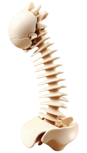 cervical spine,spine,chiropractic,chiropractor,back pain,ribcage,physiotherapy,rotator cuff,shoulder pain,connective back,artificial joint,vertebrae,physiotherapist,skeletal structure,bone-in rib,rib cage,motor skills toy,orthopedic,skeleton,skeletal,Conceptual Art,Daily,Daily 18