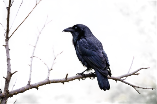 carrion crow,common raven,american crow,jackdaw,corvidae,new caledonian crow,mountain jackdaw,king of the ravens,black vulture,black raven,fish crow,corvus,black crow,crows bird,raven bird,ravens,crow,corvid,corvus corone,crow-like bird,Art,Artistic Painting,Artistic Painting 23