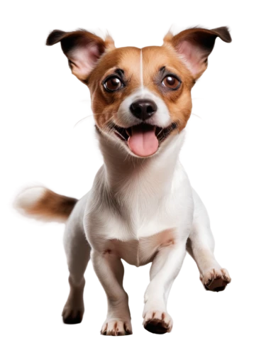 corgi-chihuahua,chihuahua,cheerful dog,toy fox terrier,basenji,jack russell terrier,japanese terrier,jack russel,boston terrier,english toy terrier,russell terrier,jack russell,rat terrier,dog,dog breed,the pembroke welsh corgi,corgi,bongo,bakharwal dog,pembroke welsh corgi,Illustration,Abstract Fantasy,Abstract Fantasy 18