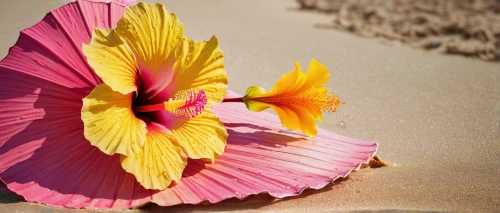 hawaiian hibiscus,hibiscus flower,hibiscus flowers,hibiscus and leaves,pink hibiscus,hibiscus rosasinensis,hibiscus,chinese hibiscus,desert flower,hibiscus rosa sinensis,flowers png,hibiscus and wood scrapbook papers,tropical flowers,hibiscus rosa-sinensis,tropical floral background,luau,paper flower background,hawaiian,flower bird of paradise,flowerful desert,Illustration,Black and White,Black and White 01