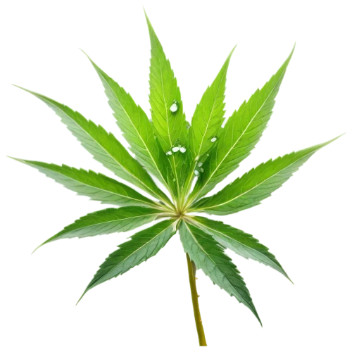 custody leaf,cannabidiol,mape leaf,green leaf,cannabinol,foliage leaf,jungle leaf,mugwort,medicinal plant,tropical leaf,weed,fan leaf,green congo,four-leaf,marijuiana,cannareccione,mint leaf,maple foliage,japanese mugwort,broadleaf,Illustration,Realistic Fantasy,Realistic Fantasy 30