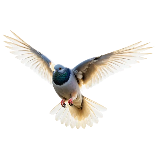 carrier pigeon,european swallow,arctic tern,fantail pigeon,domestic pigeon,gouldian finch,plumed-pigeon,bird png,parus major,flying common tern,flying tern,paridae,homing pigeon,pigeon flying,dove of peace,alcedo atthis,sterna hirundo,doves of peace,peace dove,tern,Illustration,Realistic Fantasy,Realistic Fantasy 14