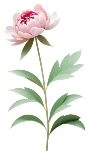 rose flower illustration,peony,flowers png,peony pink,common peony,rose png,wild peony,pink peony,flower illustration,lotus png,magnolia × soulangeana,chinese peony,pink lisianthus,peony frame,dog-rose,peonies,anemone hupehensis september charm,pink carnation,flower illustrative,carnation of india,Unique,Paper Cuts,Paper Cuts 03