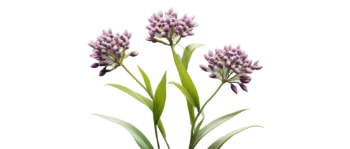 allium sativum,flowers png,india hyacinth,allium,fernleaf lavender,muscari armeniacum,liatris spicata,grape-grass lily,allium giganteum,dactylorhiza praetermissa,tulipan violet,graph hyacinth,striped squill,tuberose,chive flower,purple salsify,egyptian lavender,pink hyacinth,sciuris major vulgaris,chives,Conceptual Art,Daily,Daily 34