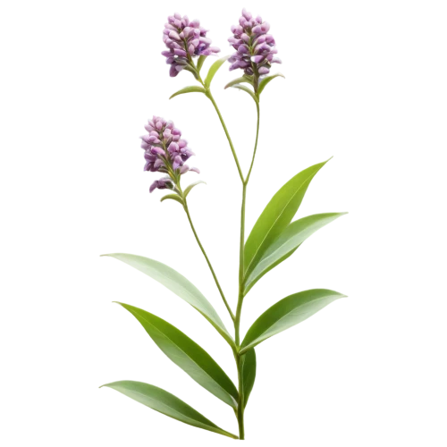 small-leaf lilac,fernleaf lavender,flowers png,liatris spicata,heath orchid,dulcimer herb,dactylorhiza praetermissa,lavandula,egyptian lavender,muscari armeniacum,syringa vulgaris,oil-related plant,pineapple lily,india hyacinth,aromatic plant,pontederia,alternanthera,citronella,baccaurea ramiflora,ericaceae,Illustration,Realistic Fantasy,Realistic Fantasy 18