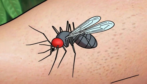 mosquito bite,dengue,malaria,aedes albopictus,mosquitoes,mosquito,mosquitoe,lyme disease,delicate insect,coda alla vaccinara,cingulata,black fly,membrane-winged insect,corona virus,geophaps plumifera,cosmeatria,flying insect,artificial fly,red fly,mespilus germanica