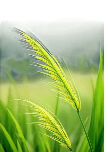 wheat germ grass,barley cultivation,sweet grass,foxtail barley,sweet grass plant,long grass,green wheat,wheat grasses,triticale,reed grass,grass grasses,wheat grass,grass fronds,feather bristle grass,paddy field,einkorn wheat,ricefield,arrowgrass,durum wheat,wheat crops,Illustration,Realistic Fantasy,Realistic Fantasy 33