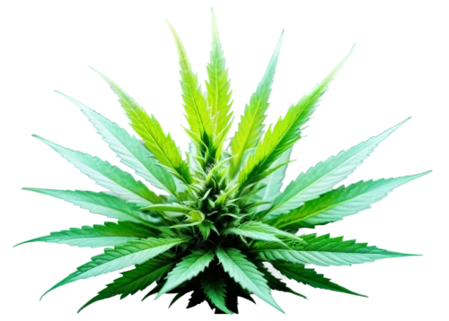 cannabidiol,mugwort,custody leaf,mape leaf,medicinal plant,cannabinol,green congo,diesel hybrid,japanese mugwort,green plant,weed,crop plant,flatweed,pot plant,aromatic plant,sativa,mary-bud,motherwort,green leaf,cbd oil,Conceptual Art,Daily,Daily 21