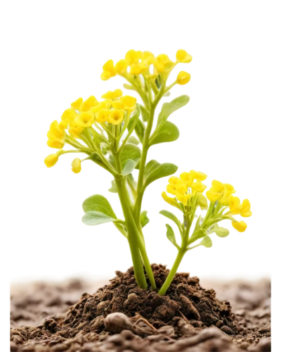 mustard plant,rockcress,flowers png,yellow ball plant,xerochrysum bracteatumm,monocotyledon,yellow mustard,pot marigold,broccoflower,upright yellow sorrel,tagetes,seedling,sand coreopsis,yellow chrysanthemum,yellow flowers,mustard seed,perennial plant,garden cress,non-vascular land plant,asafoetida,Photography,Black and white photography,Black and White Photography 04