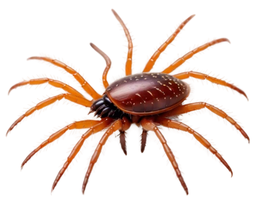 ticks,tarantula,horsehair crab,varroa,edged hunting spider,mites,palm spider,araneus,arthropod,sea urchin,cockroach,sea-urchin,calabaza,varroa destructor,palm oil,amphipoda,crustacean,harvestman,arthropods,cnidarian,Illustration,Paper based,Paper Based 15