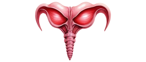 uterine,medical illustration,rmuscles,aorta,tympanic membrane,auricle,muscular system,diaphragm,ovary,laryngectomy,sacral,human internal organ,etlingera corneri,dicotyledon,thyroid,lotus png,aesculapian,jack-in-the-pulpit,gynecology,glycera,Illustration,Retro,Retro 25