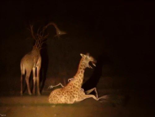 giraffidae,fawns,spotted deer,macropodidae,hunting scene,animals hunting,pere davids deer,antelopes,animal silhouettes,serengeti,deer illustration,forest animals,two giraffes,deer-with-fawn,antelope,young-deer,deer with cub,mammals,hartebeest,gazelles