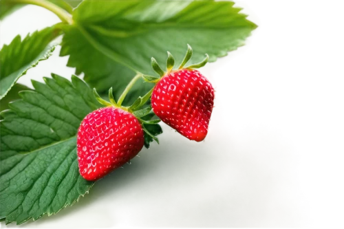 raspberry leaf,strawberry plant,alpine strawberry,native raspberry,west indian raspberry ,west indian raspberry,strawberry ripe,thimbleberry,mock strawberry,rubus,strawberry tree,strawberry flower,strawberry,strawberries,red strawberry,berry fruit,mollberry,berries,virginia strawberry,wild strawberries,Illustration,Japanese style,Japanese Style 17