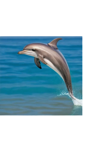 white-beaked dolphin,bottlenose dolphin,wholphin,common bottlenose dolphin,spinner dolphin,spotted dolphin,striped dolphin,common dolphins,bottlenose dolphins,rough-toothed dolphin,oceanic dolphins,short-beaked common dolphin,dusky dolphin,porpoise,dolphin,dolphin background,dolphin swimming,mooring dolphin,dolphins,cetacean,Art,Classical Oil Painting,Classical Oil Painting 42