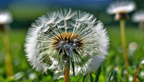 common dandelion,taraxacum,dandelion background,dandelion seeds,dandelions,dandelion flower,dandelion,flying dandelions,dandelion flying,taraxacum officinale,dandelion field,dandelion meadow,taraxacum ruderalia,seed-head,cotton grass,seed head,mayweed,grass blossom,teasel,hawkbit,Photography,General,Realistic