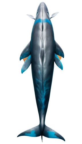 northern whale dolphin,cetacean,blue whale,tursiops truncatus,cetacea,giant dolphin,porpoise,striped dolphin,rough-toothed dolphin,dorsal fin,marine reptile,whale,orca,spinner dolphin,whale fluke,short-finned pilot whale,delfin,dusky dolphin,the dolphin,dolphin,Unique,Design,Knolling