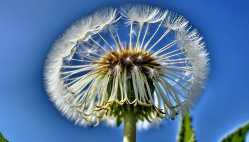 dandelion seeds,dandelion flower,common dandelion,dandelion background,teasel,dandelion,seed-head,seed head,taraxacum,dandelions,dandelion flying,taraxacum officinale,flying dandelions,mayweed,blue sow thistle,cornflower,taraxacum ruderalia,dandelion field,straw flower,dandelion meadow,Photography,General,Realistic