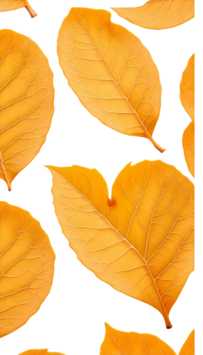 beech leaves,leaf background,beech leaf,yellow leaf,spring leaf background,autumn leaf paper,walnut leaf,golden leaf,yellow leaves,chestnut leaf,gold leaves,the leaves of chestnut,leaf pattern,dried leaves,ginkgo leaf,european beech,maple leave,tree leaves,chestnut leaves,mandarin leaves,Illustration,Realistic Fantasy,Realistic Fantasy 09