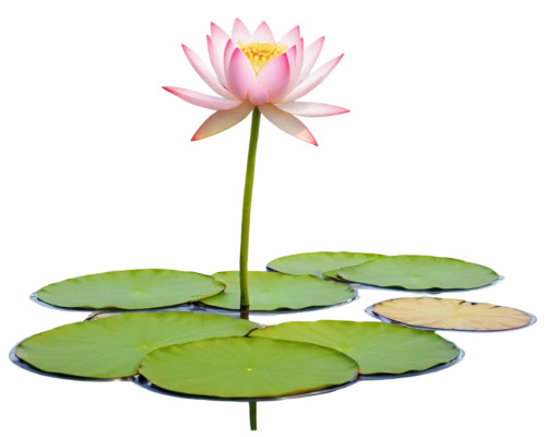 lotus on pond,lotus png,lotus ffflower,water lotus,lotus flower,lotus flowers,pond flower,lotus blossom,lotus pond,lotus,water lily plate,lotus plants,water lily flower,lotus with hands,waterlily,lotuses,water lily,nelumbo,pink water lily,sacred lotus,Illustration,Realistic Fantasy,Realistic Fantasy 24