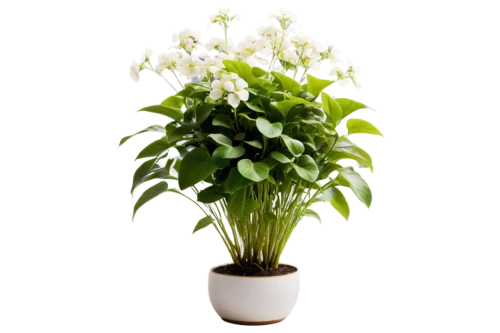 peruvian lily,flowers png,dendrobium,container plant,lilium candidum,peace lily,indoor plant,cape jasmine,brazilian jasmine,androsace rattling pot,easter lilies,lily of the valley,potted plant,crape jasmine,houseplant,money plant,indian jasmine,lilium formosanum,pontederia,lily of the desert,Conceptual Art,Daily,Daily 04