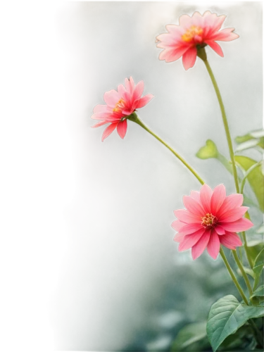 japanese anemones,pink chrysanthemum,japanese anemone,pink dahlias,coneflowers,dahlia pink,chrysanthemum cherry,cosmos flower,echinacea,flowers png,flower background,chrysanthemum background,gerbera daisies,gerbera flower,gerbera,deep coral zinnia,korean chrysanthemum,pink cosmea,zinnias,pink chrysanthemums,Photography,Black and white photography,Black and White Photography 05