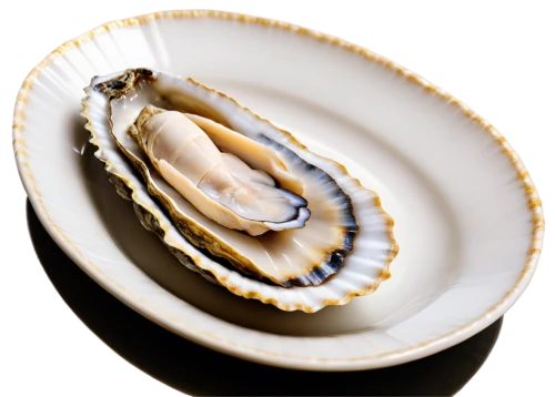 bivalve,oyster,baltic clam,abalone,new england clam bake,oyster pail,clam shell,oysters,shellfish,clam,clamshell,clam sauce,sea shell,mussel,blue sea shell pattern,stuffed clam,clams,surströmming,shell,agate,Illustration,Realistic Fantasy,Realistic Fantasy 10