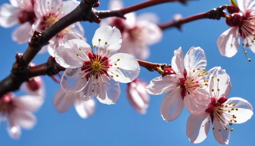 apricot flowers,plum blossoms,japanese cherry,flowering cherry,prunus,almond tree,plum blossom,almond blossoms,apricot blossom,ornamental cherry,sakura cherry tree,cherry blossom branch,sakura flowers,prunus laurocerasus,prunus domestica,almond blossom,japanese cherry blossom,prunus cerasifera,prunus spinosa,a wonderful flowering cherry,Photography,General,Realistic