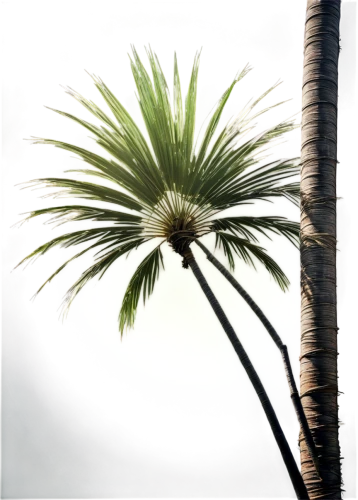 coconut palm tree,palm tree vector,wine palm,coconut palm,fan palm,palmtree,palm tree,palm fronds,palm tree silhouette,coconut tree,coconut palms,palm pasture,palm,palm silhouettes,white palm,giant palm tree,heads of royal palms,palm field,palm blossom,easter palm,Conceptual Art,Fantasy,Fantasy 33