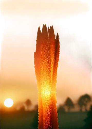 red hot poker,kniphofia,foxtail,cattails,flower in sunset,cattail,bulrush,night-blooming cactus,titan arum,teasel,flaming torch,rocket flower,fire poker flower,golden candle plant,garden-fox tail,moonlight cactus,cactus,foxtail lily,pennisetum,cactus digital background,Photography,Fashion Photography,Fashion Photography 10