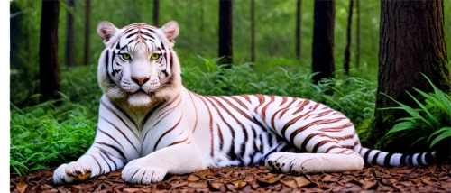 white bengal tiger,white tiger,diamond zebra,asian tiger,bengal tiger,a tiger,zebra,tiger png,bengal,quagga,schleich,siberian tiger,tigerle,zebra pattern,tigers,tiger,chestnut tiger,type royal tiger,zebra rosa,tiger cat,Illustration,Realistic Fantasy,Realistic Fantasy 33