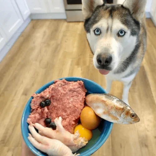 tuna steak,dog puppy while it is eating,carnivore,steak,rumpsteak,purebred dog,meat kane,siberian husky,delicious meal,carne asada,carnivorous,pâté,laika,meat cake,sausage plate,meat chop,appetite,dog food,ham,deer sausage