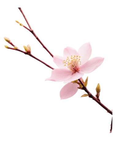 sakura flower,japanese magnolia,magnolia × soulangeana,magnolia flower,pink magnolia,magnolia blossom,cherry blossom branch,sakura branch,saucer magnolia,japanese cherry,chinese magnolia,japanese sakura background,japanese carnation cherry,star magnolia,flowering cherry,magnolia flowers,tulip magnolia,flowers png,magnolia,sakura flowers,Illustration,Paper based,Paper Based 02