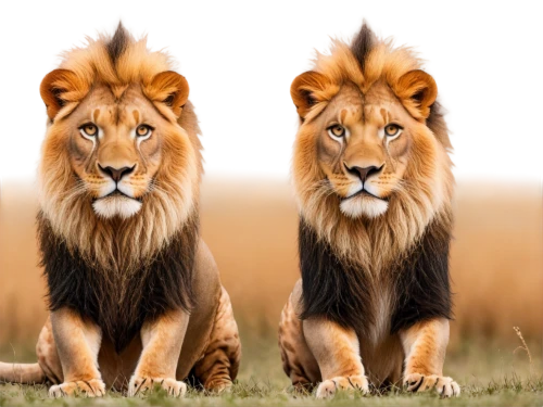 male lions,lions couple,two lion,lionesses,lions,lion children,big cats,panthera leo,male lion,lion father,lion with cub,african lion,lion,king of the jungle,female lion,lion number,forest king lion,lion - feline,lion white,great mara,Illustration,Abstract Fantasy,Abstract Fantasy 19