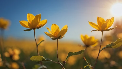 sun flowers,golden flowers,yellow flowers,yellow tulips,sand coreopsis,flower in sunset,erdsonne flower,trollius download,flowers field,field flowers,yellow petals,sunflower field,arnica,helianthus sunbelievable,flower background,woodland sunflower,field of rapeseeds,yellow daisies,flower field,helianthus tuberosus,Photography,General,Commercial