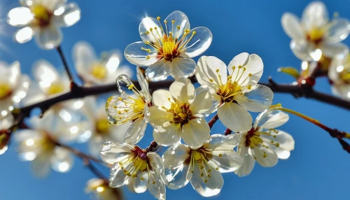 apricot flowers,plum blossom,white flower cherry,amelanchier lamarckii,almond tree,plum blossoms,apricot blossom,pear blossom,white blossom,tree blossoms,cherry branches,almond blossoms,ornamental cherry,fruit blossoms,blossom tree,flowering dogwood,almond blossom,spring blossom,flowering cherry,prunus,Photography,General,Realistic