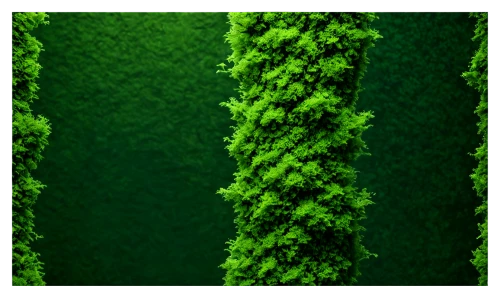 caulerpa,water spinach,hornwort,chlorophyll,green algae,parsley leaves,wheatgrass,algae,green wallpaper,sea lettuce,aquatic herb,celery plant,green asparagus,wheat grass,charophyta,horsetail,tree moss,shrub celery,nettle leaves,fern plant,Illustration,Abstract Fantasy,Abstract Fantasy 05