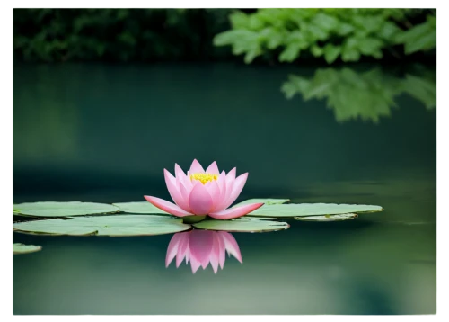 lotus on pond,pink water lily,water lily,water lily flower,lotus flowers,waterlily,flower of water-lily,lotus blossom,lotus flower,water lotus,sacred lotus,pond flower,lotuses,pink water lilies,water lilly,lotus pond,lotus effect,large water lily,water lily bud,water lilies,Illustration,Japanese style,Japanese Style 17