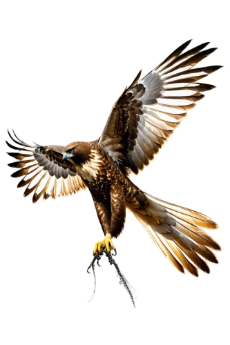 falconiformes,haliaeetus vocifer,ferruginous hawk,fishing hawk,red kite,haliaeetus pelagicus,harris hawk in flight,galliformes,haliaeetus leucocephalus,red tailed kite,falconry,hawk - bird,changeable hawk-eagle,buteo,falconer,hawk animal,black kite,saker falcon,sea hawk,bird flying,Unique,Paper Cuts,Paper Cuts 06