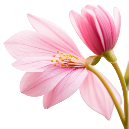 flowers png,cosmos flower,pink chrysanthemum,pink flower,cosmos flowers,dahlia pink,anemone japonica,pink anemone,stamens,flower illustrative,flower background,pink cosmea,anthers,pink petals,japanese anemone,pink floral background,pink flower white,gerbera flower,flower pink,stamen,Illustration,Paper based,Paper Based 27