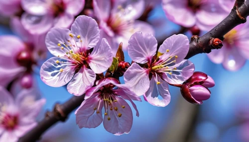 almond tree,apricot flowers,plum blossoms,almond blossoms,bee on cherry blossom,apricot blossom,prunus,japanese cherry,almond blossom,flowering cherry,plum blossom,japanese cherry blossom,ornamental cherry,almond trees,japanese flowering crabapple,sakura flowers,arkansas redbud blossoms,japanese cherry blossoms,european plum,cherry blossom branch,Photography,General,Realistic