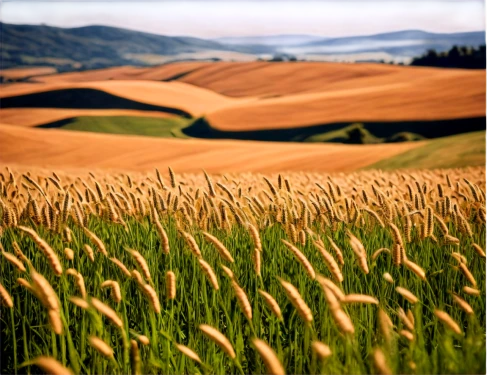 wheat crops,grain field panorama,barley cultivation,wheat fields,wheat field,durum wheat,triticale,barley field,field of cereals,einkorn wheat,wheat grasses,khorasan wheat,grain field,wheat grain,wheat ears,wheat ear,wheat germ grass,strand of wheat,cereal grain,agroculture,Illustration,Black and White,Black and White 20