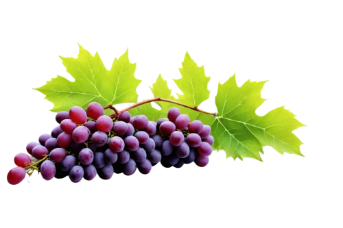 grape seed extract,purple grapes,grapes icon,grape hyancinths,grapes,table grapes,wine grape,grape seed oil,red grapes,wine grapes,fresh grapes,vineyard grapes,bunch of grapes,wood and grapes,blue grapes,cluster grape,elder berries,grape vine,grape,currant decorative,Photography,General,Fantasy