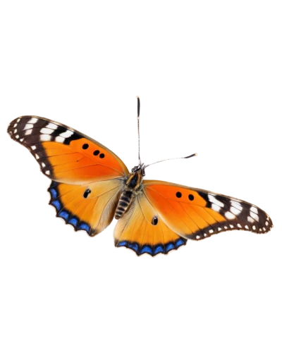 euphydryas,orange butterfly,polygonia,butterfly vector,vanessa atalanta,hesperia (butterfly),vanessa (butterfly),lycaena phlaeas,viceroy (butterfly),butterfly isolated,butterfly clip art,brush-footed butterfly,lepidoptera,lycaena,scotch argus,french butterfly,melanargia,papillon,isolated butterfly,janome butterfly,Conceptual Art,Daily,Daily 11