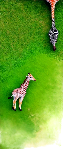 two giraffes,giraffes,giraffidae,serengeti,spotted deer,giraffe,zoo heidelberg,cheetahs,wildpark poing,wildlife park,safari,animal zoo,wild animals crossing,zoo schönbrunn,safaris,zebras,zoo,whimsical animals,deep zoo,zebra crossing,Conceptual Art,Daily,Daily 10
