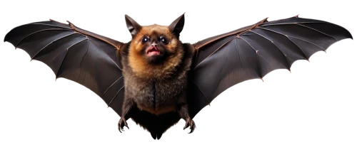 fruit bat,vampire bat,little red flying fox,big brown bat,bat,megabat,flying fox,hanging bat,tropical bat,bat smiley,bats,mouse eared bat,little brown myotis,pipistrelles,lantern bat,flying dog,common pipistrelle,australian terrier,twitch logo,batrachian,Illustration,American Style,American Style 11