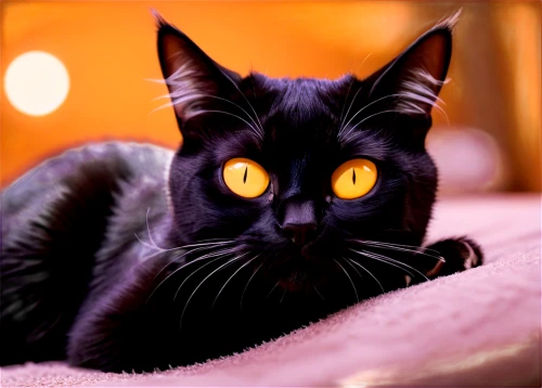 yellow eyes,halloween black cat,black cat,golden eyes,halloween cat,cat's eyes,orange eyes,jiji the cat,pet black,cat eyes,red eyes,cat vector,fire red eyes,cat eye,yellow eye,fire eyes,gold eyes,red-eye effect,cat image,breed cat,Conceptual Art,Sci-Fi,Sci-Fi 04