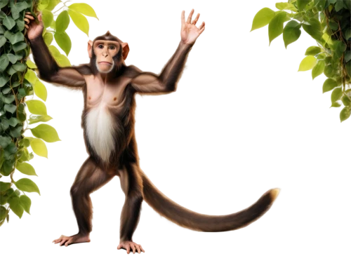 cercopithecus neglectus,barbary monkey,macaque,long tailed macaque,monkey,monkey island,the monkey,monkey banana,primate,cougnou,fossa,reconstruction,madagascar,uakari,primates,mammalian,ape,ring-tailed,crab-eating macaque,sciurus,Art,Artistic Painting,Artistic Painting 20