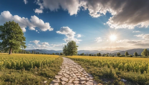 pathway,the mystical path,hiking path,the path,tree lined path,salt meadow landscape,path,wooden path,online path travel,stone wall road,footpath,landscape photography,meadow rues,field of rapeseeds,meadow landscape,walkway,the way of nature,paving stones,bicycle path,landscape background,Photography,General,Realistic