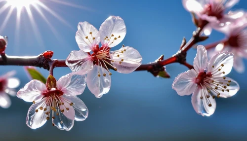 plum blossom,plum blossoms,japanese cherry blossom,almond blossoms,japanese cherry blossoms,sakura flower,apricot blossom,sakura flowers,flowering cherry,spring blossom,almond tree,cherry blossom branch,japanese cherry,almond blossom,cherry flower,japanese carnation cherry,sakura cherry tree,cherry blossom tree,apricot flowers,ornamental cherry,Photography,General,Realistic